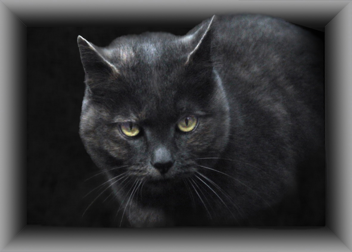 Katze